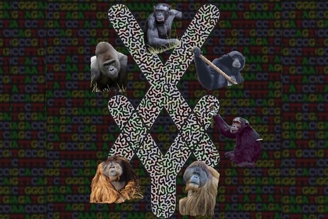 Ottenute le prime sequenze cromosomiche complete di primati non umani (fonte: Design: Bob Harris; Photography: San Diego Zoo and Tulsa Zoo)