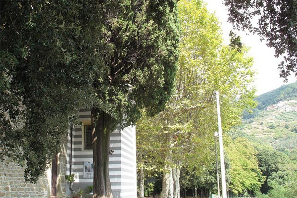 Il cipresso del santuario di Nostra Signora di Reggio a Vernazza, in provincia di La Spezia