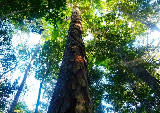 La foresta brasiliana nel Mato Grosso (fonte: Unboxed Media)