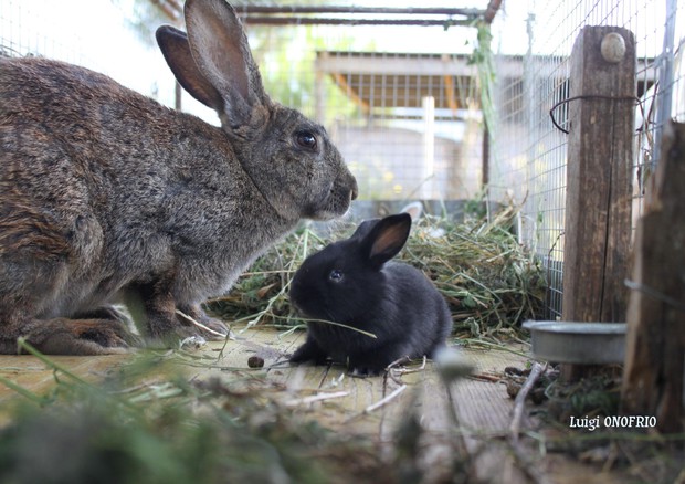 Animal Watching : Cucciolo di coniglio in compagnia della mamma - luigi onofrio © ANSA