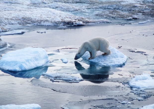 il 30% degli orsi polari sparirà entro il 2050 (fonte: Wwf)