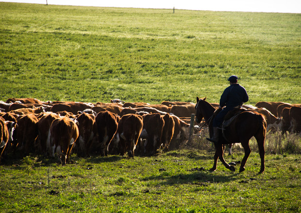 Mucche uruguaiane © Ansa