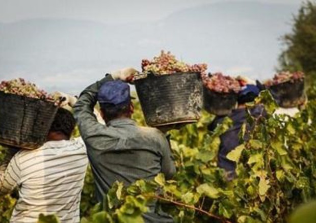 Migranti: fino a 80% manodopera illegale in campi Sud Italia (foto: ANSA)