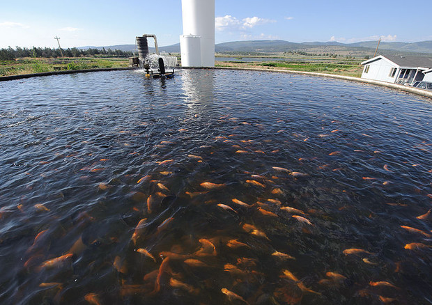 Pesca, Friuli Venezia Giulia vuole innovare sistema acquacoltura (foto: ANSA)