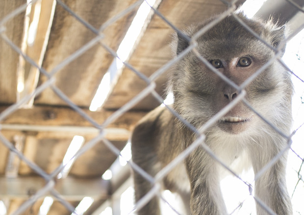 Vw, Bmw e Daimler sotto accusa per test su scimmie  (fonte: Shpernik088) © Ansa