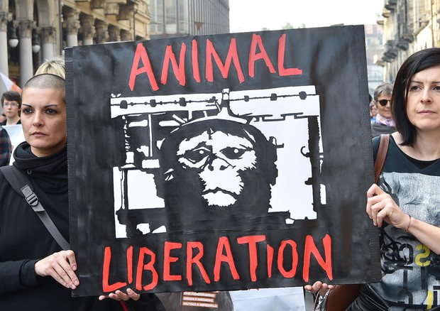 Gli eurodeputati esortano a mettere fine a sperimentazione animale (foto: ANSA)