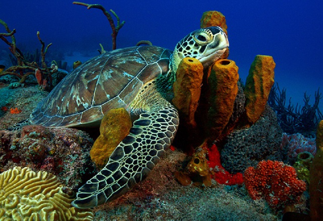 La tartaruga Chelonia mydas sulla barriera corallina dei Caraibi (fonte: R.D. e B.S. Kirkby)