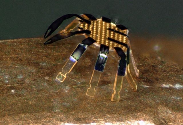 Ricorda un granchio ed è largo mezzo millimetro il più piccolo robot autonomo, ottenuto nella Northwestern University (fonte: Northwestern University)