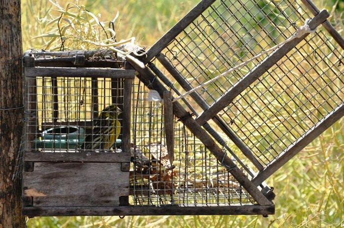 Trappole per catturare uccelli, denuncia - Notizie 