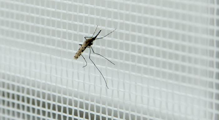 ISS, no alarm for a possible return of malaria – Health