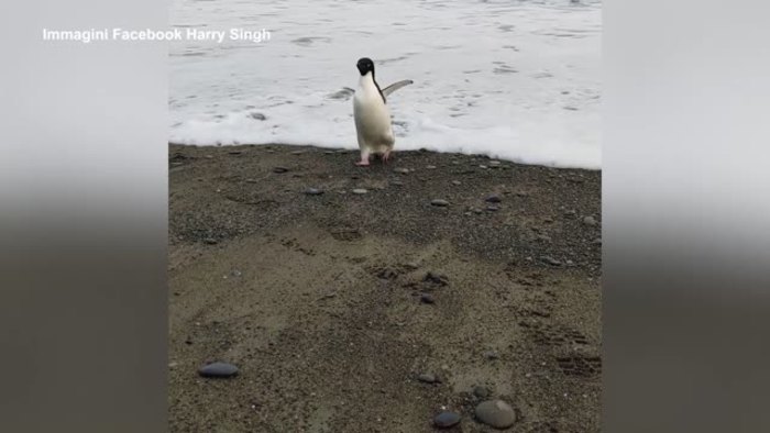 Pinguino vaga da solo per 3.000 km e arriva in Nuova Zelanda