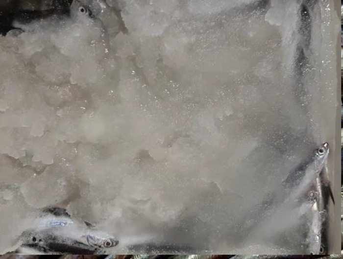 Pesca: 'Creamy Ice', ghiaccio speciale per conservare pesce - Dal Mare - Ansa.it