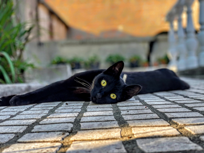 Gatto nero, oltre la superstizione medioevale iniziative e trucchi per  festeggiarlo - Pets 