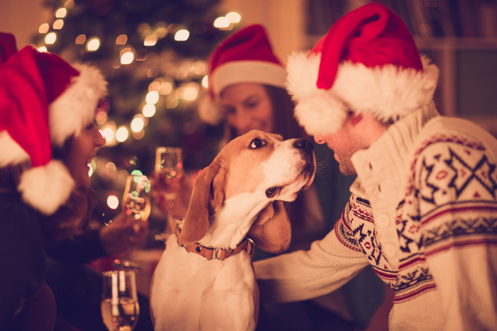Capodanno, no botti si party, i consigli per tranquillizzare gli amati  animali - Pets - Ansa.it