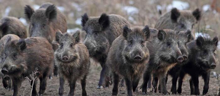 Swine fever, the armed forces to strengthen controls – Healthcare