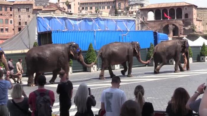 Roma, elefanti e bandiere rosse su via dei Fori Imperiali: e' il set di  Moretti - Spettacolo - ANSA.it