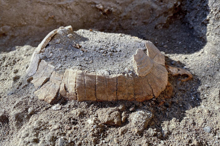Sorpresa a Pompei, dagli scavi una tartaruga col suo uovo  - Cultura & Spettacoli