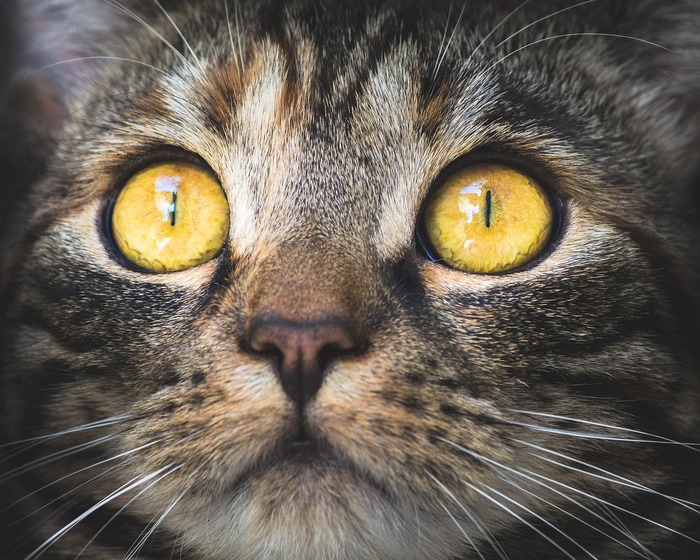 Gatto, in piedi e guardando a sinistra con brillanti occhi azzurri, naso e  bocca rosa scuro Kitty Amici, genuino animale LEGO® -  Italia