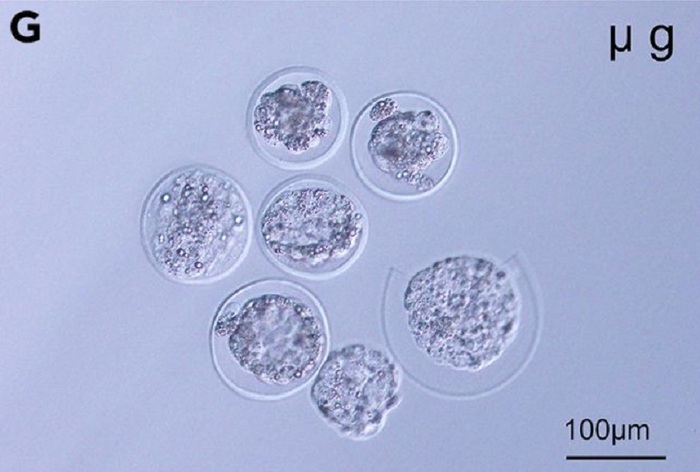 I primi embrioni di topo si sono sviluppati nello spazio 