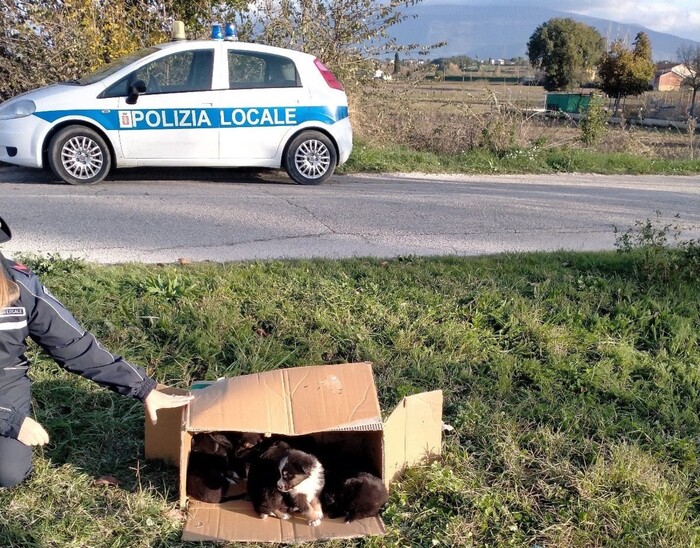 La polizia locale salva 17 cagnolini abbandonati a Bevagna | ANSA.it