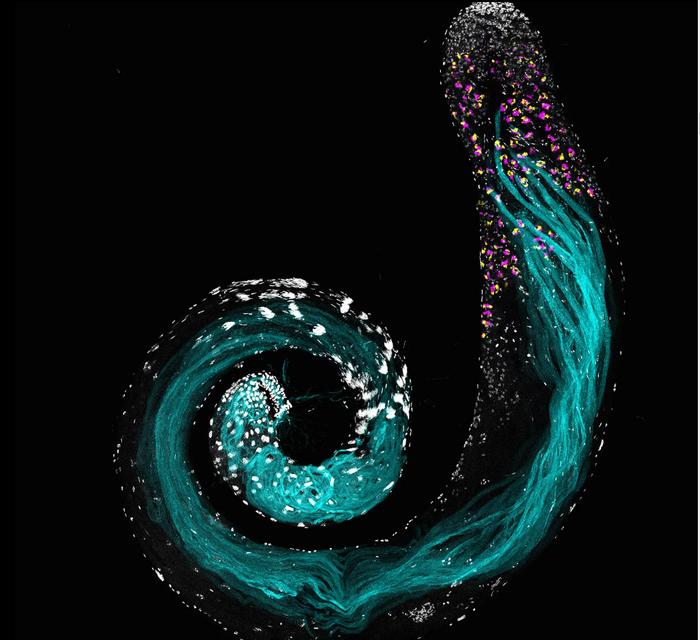 Filamento di sperma del moscerino della frutta, Drosophila melanogaster (fonte: Jaclyn Fingerhut, Yukiko Yamashita - MIT Department of Biology, Whitehead Institute)   RIPRODUZIONE RISERVATA 