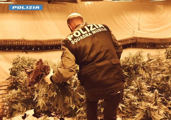 Marijuana in scantinato, sequestrate 1.100 piante nel Nisseno