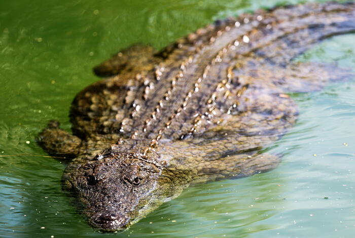 Mangiato da un coccodrillo un pescatore disperso in Australia - Asia - ANSA