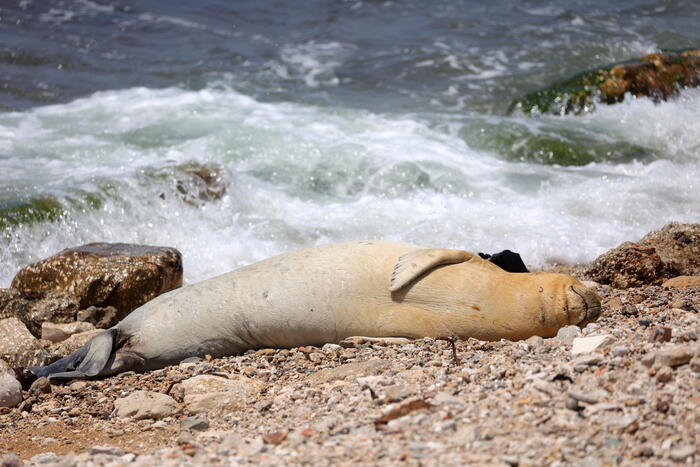 Giulia, la foca monaca che fa felici i bagnanti in Israele