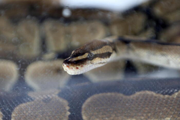 Burmese python nearly 20 feet long caught in Florida – last hour