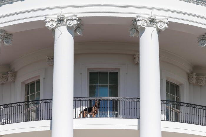 Biden’s dog bites another Secret Service agent – breaking news