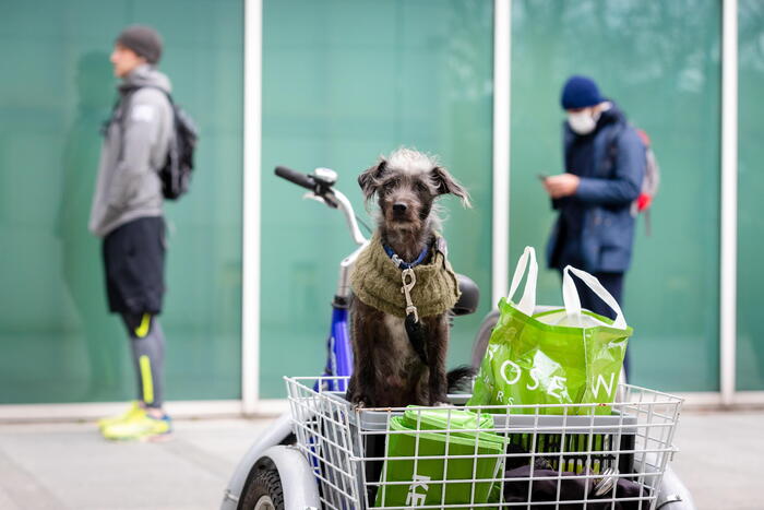 España: Está prohibido dejar al perro solo mientras se hace la compra – Noticias
