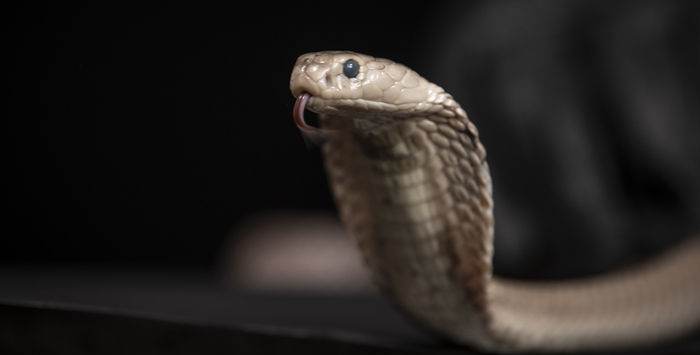 Towards a universal antidote against snake venom