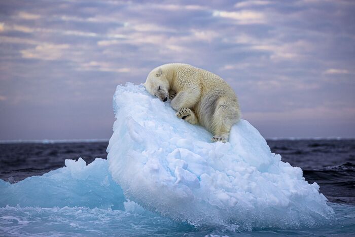 A white bear sleeping on the ice, an icon of the changing climate