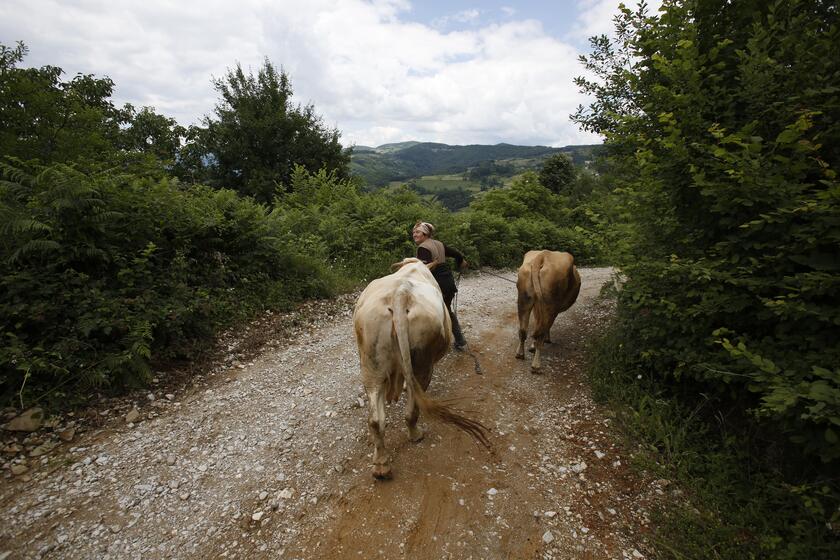 20/mo strage Srebrenica, Ramiz Nukic a caccia di ossa umane © ANSA/AP