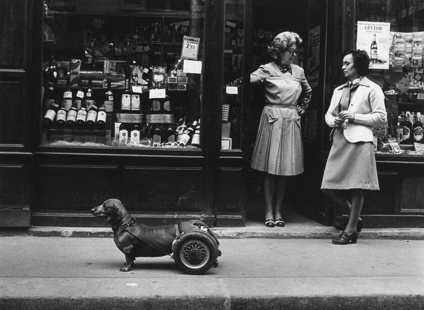 MOSTRA  'ROBERT DOISNEAU. PESCATORE D 'IMMAGINI ' A PISA - Robert Doisneau, Un chien roulettes, 1977 Atelier Robert Doi - ALL RIGHTS RESERVED
