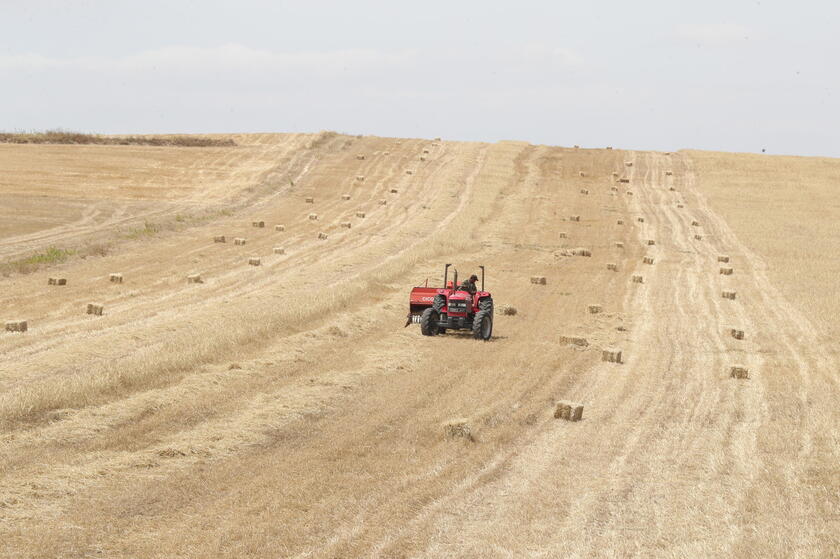 Barley harvest in Borj El Amri © ANSA/EPA