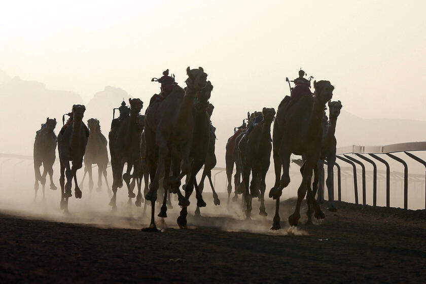 Giordania, la corsa dei cammelli © ANSA/AFP