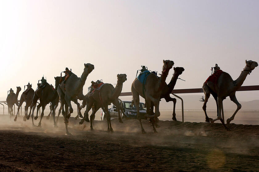 Giordania, la corsa dei cammelli © ANSA/AFP