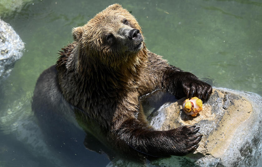 Caldo: animali si rinfrescano con ghiaccioli frutta al Bioparco Roma - RIPRODUZIONE RISERVATA