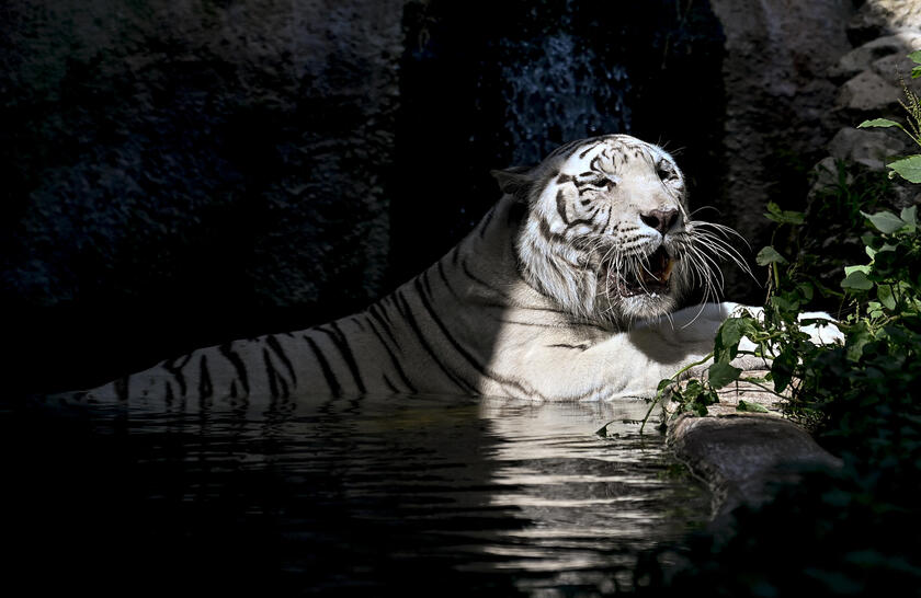 Caldo: tigri si rinfrescano con carne ghiacciata al Bioparco Roma - RIPRODUZIONE RISERVATA