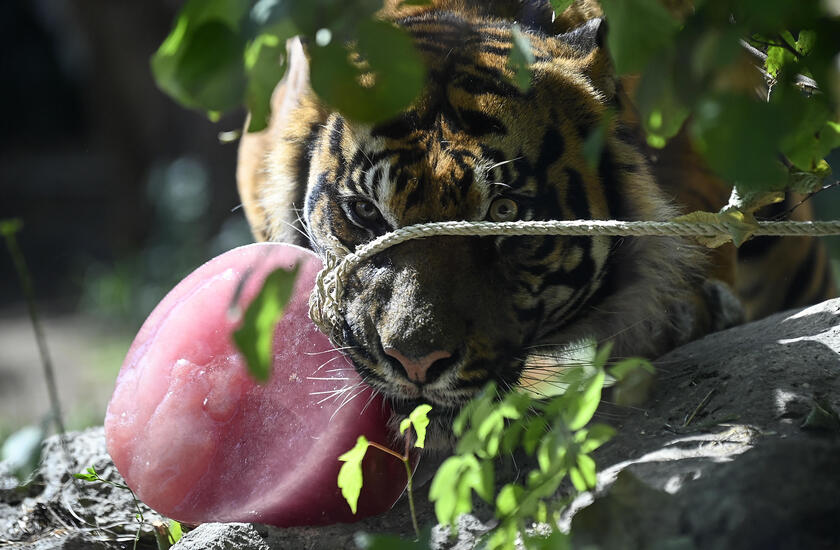 Caldo: tigri si rinfrescano con carne ghiacciata al Bioparco Roma - RIPRODUZIONE RISERVATA