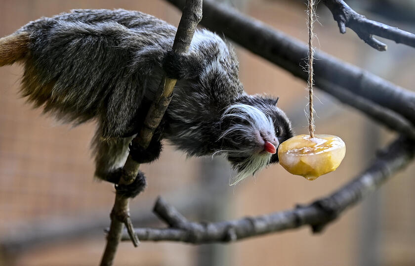 Caldo: animali si rinfrescano con ghiaccioli frutta al Bioparco Roma - RIPRODUZIONE RISERVATA