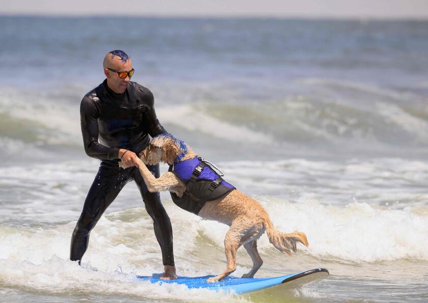SURF-ANIMAL-DOG-CHAMPIONSHIP-CHARITY © ANSA/AFP