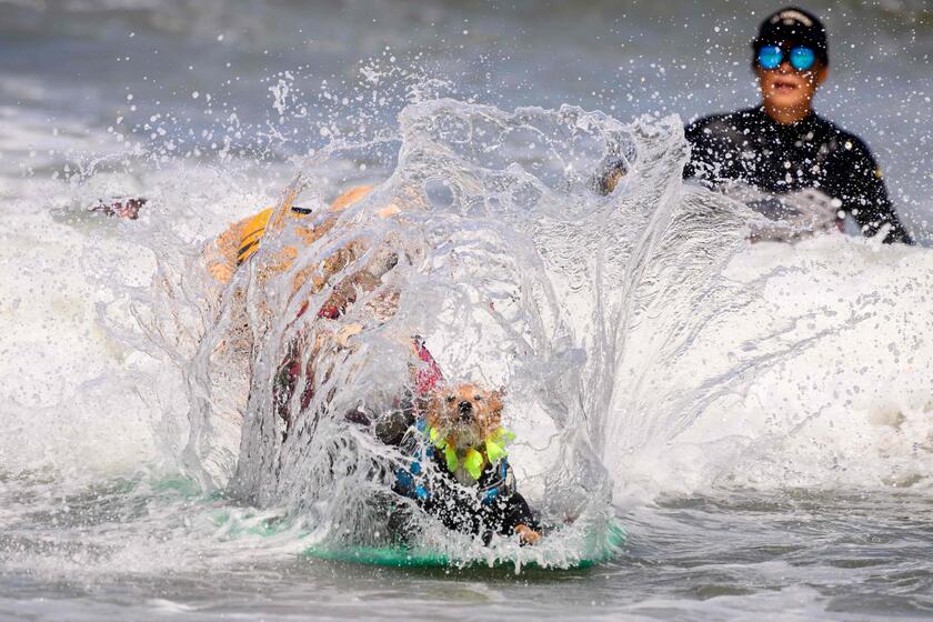 SURF-ANIMAL-DOG-CHAMPIONSHIP-CHARITY © ANSA/AFP