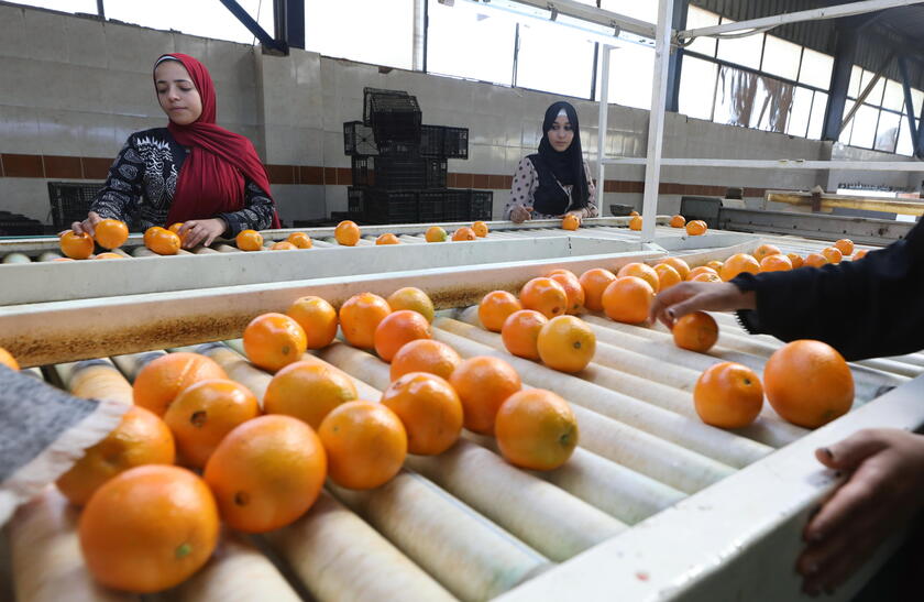 Oranges production in Egypt © ANSA/EPA