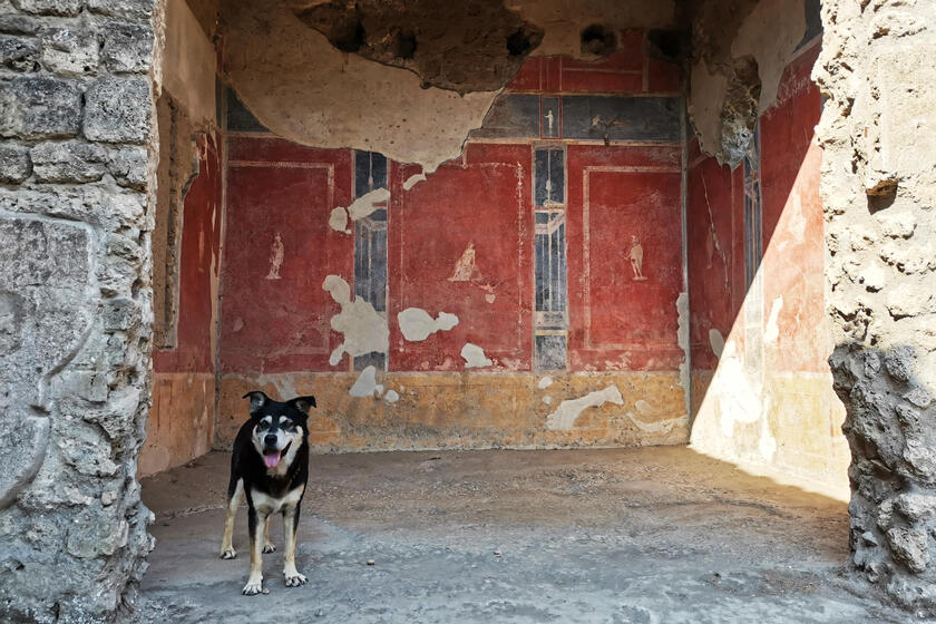Argo il cane degli scavi di Pompei morto a 15 anni (credit  Silvia Vacca) - RIPRODUZIONE RISERVATA