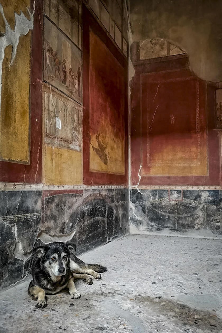 Argo il cane degli scavi di Pompei morto a 15 anni ( credit Silvia Vacca) - RIPRODUZIONE RISERVATA