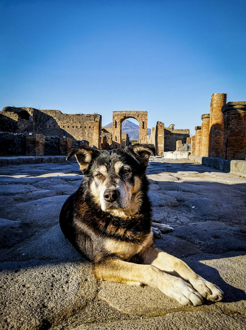 Argo il cane degli scavi di Pompei morto a 15 anni (Silvia Vacca) - RIPRODUZIONE RISERVATA
