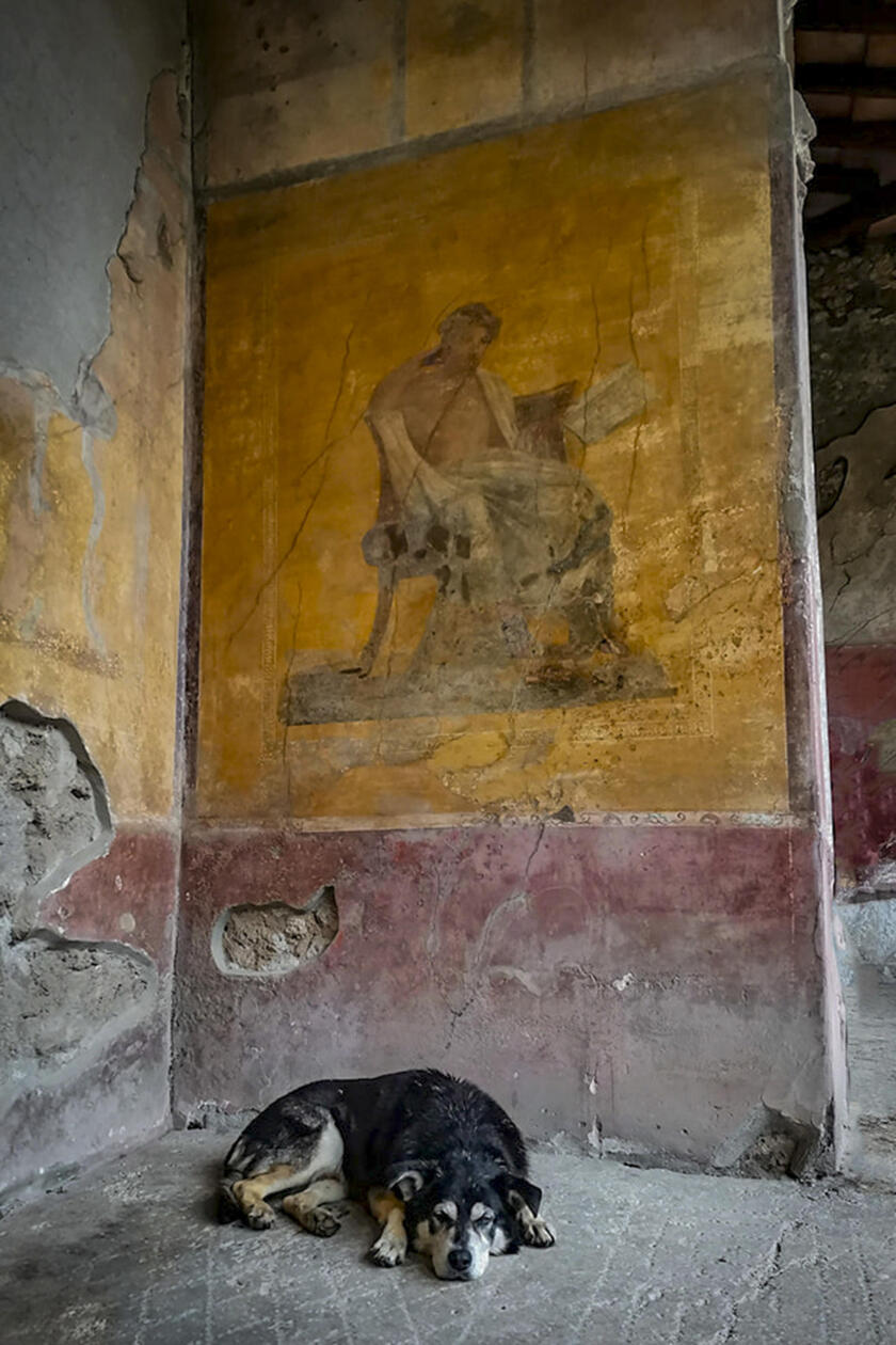 Argo il cane degli scavi di Pompei morto a 15 anni Credit Silvia Vacca) - RIPRODUZIONE RISERVATA