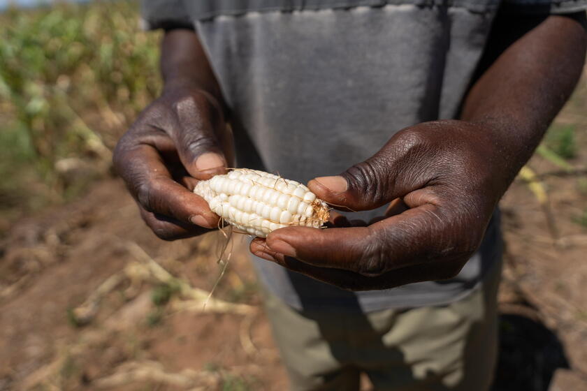 Drought destroys local farmer's harvest in Zambia